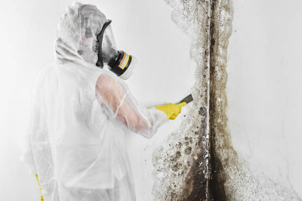 Best Mold Testing  in Caldwell, ID