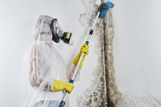 Best Mold Cleaning Services  in Caldwell, ID